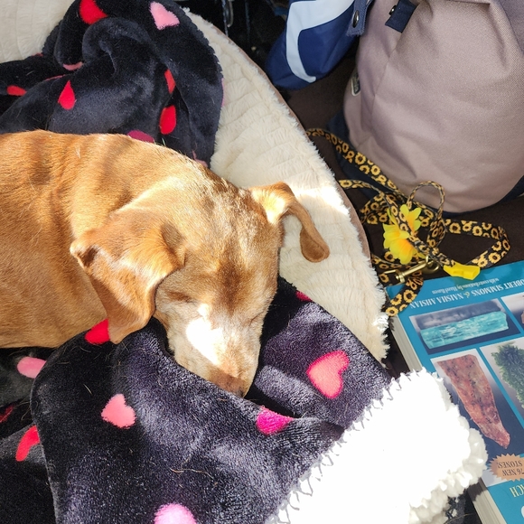 Meet your Posher, Angie - Picture 2 of 3